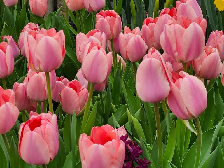 Pink tulips in a field representing the Dutch Tulip Mania asset bubble